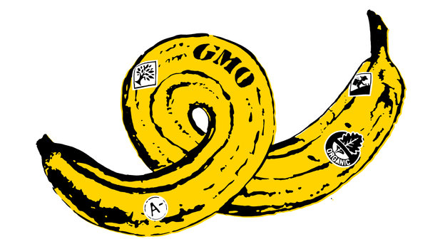 GMO Banana Illustration by Daniel Horowitz for NPR