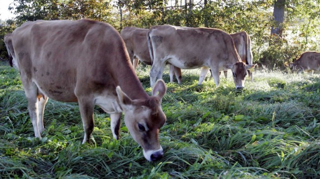 Cows graze in a pasture at the University of New Hampshire's organic dairy farm in Lee, N.H., Sept. 27, 2006. Photo: Jim Cole/AP