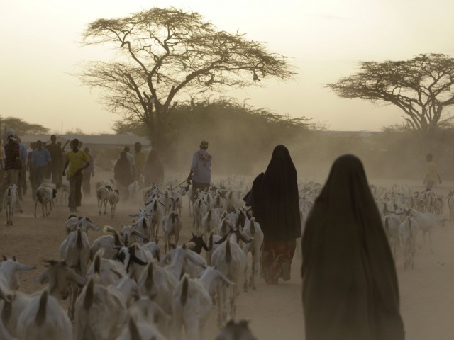 Somali refugees lead their herds of goats home for the night outside Dadaab, Kenya. A new study shows that animals in many parts of the developing world require more food — and generate more greenhouse emissions — than animals in wealthy countries. Photo: Rebecca Blackwell/AP