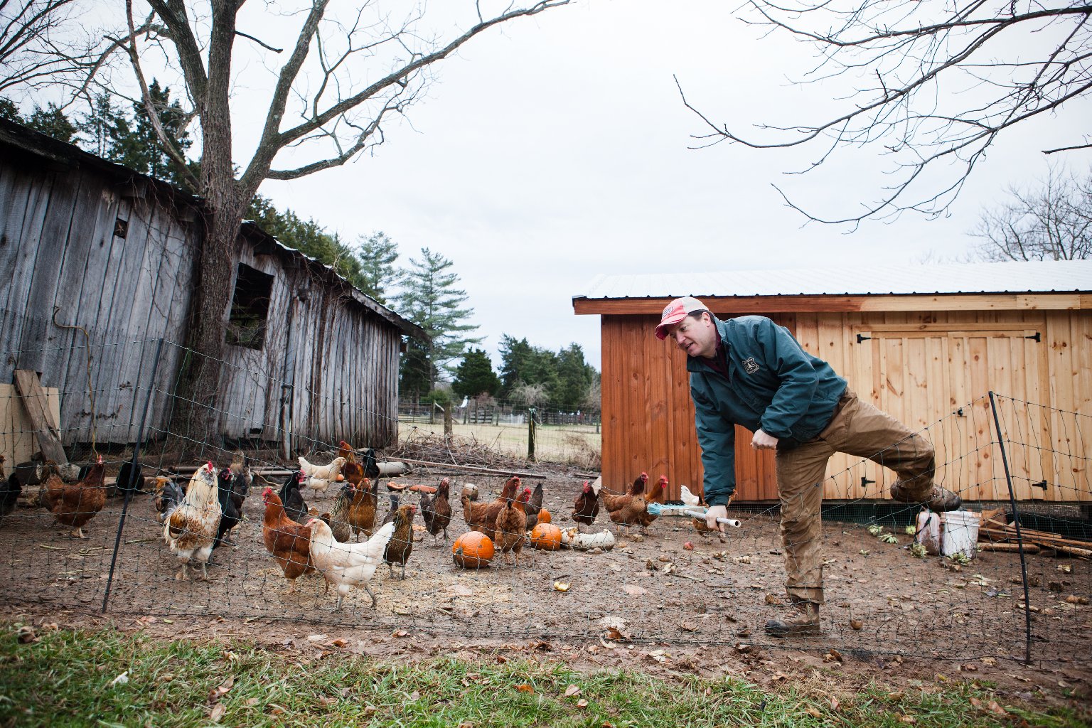 Guerre has nearly finished building his new chicken coop. The old one, on the left, has seen better days. Photo: Zac Visco for NPR 