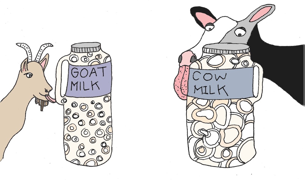Smaller fat molecules make goat milk easier to digest than cow milk. Illustration: Lila Volkas