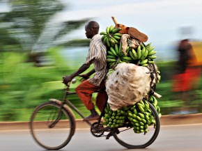 A banana seller makes his way to the market in Burundi's capital, Bujumbura. The small country in eastern Africa ranked last in terms of malnutrition in children. Photo: Roberto Schmidt/AFP/Getty Images