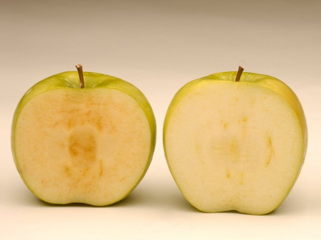 Soon after being sliced, a conventional Granny Smith apple (left) starts to brown, while a newly developed GM Granny Smith stays fresher looking. Photo courtesy of Okanagan Specialty Fruits Inc.