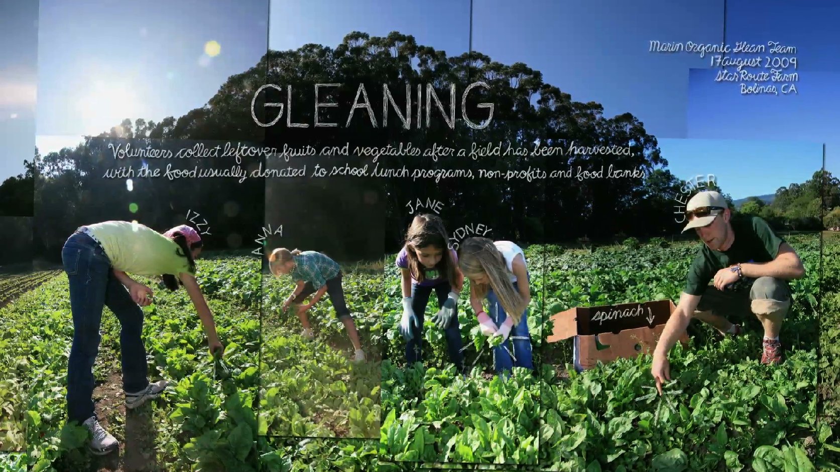 Organic Gleaning Team