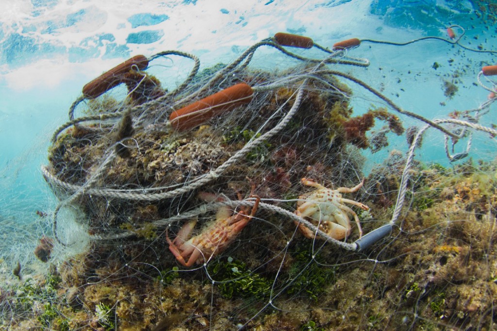 A gillnet about 300-feet long was found abandoned on a reef near Oahu, Hawaii. Many marine mammals end up caught in fishing gear like these large mesh nets that fishermen set on the seafloor or leave to float in the ocean. Photo: Frank Baersch/Marine Photobank