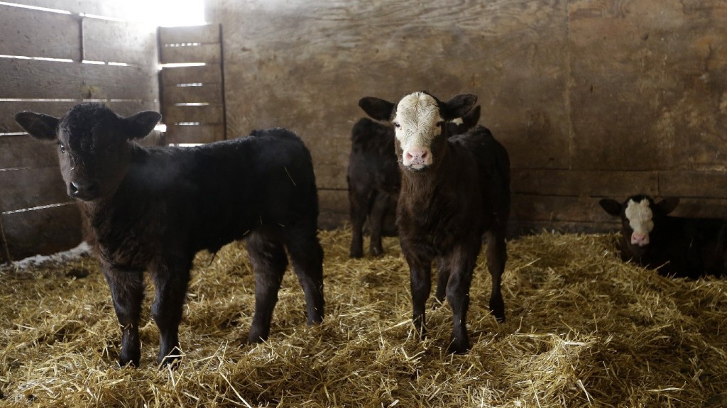 The new farm bill includes provisions to help livestock producers hit by natural disasters and extreme weather. Here, cattle stay warm in a barn in Illinois during this month's cold weather. Photo: Seth Perlman/AP