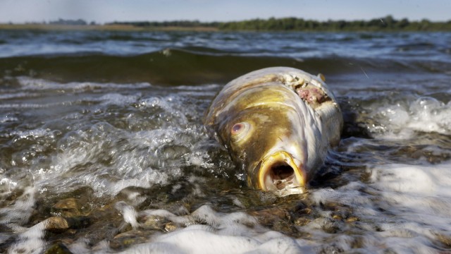 A dead carp floats in water near the shore at Big Creek State Park on Sept. 10 in Polk City, Iowa. Like many agricultural states, Iowa is working with the EPA to enforce clean-water regulations amid degradation from manure spills and farm-field runoff. Photo: Charlie Neibergall/AP