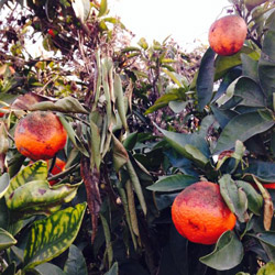 Damaged citrus fruit. Photo by Tory Farms.