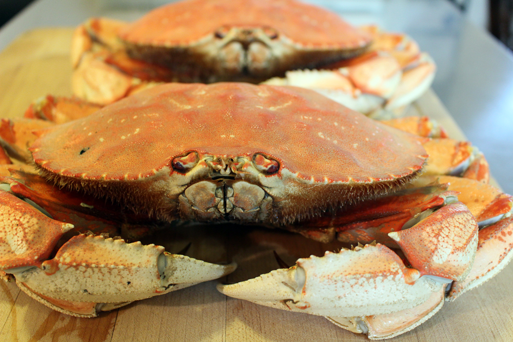 Cooked whole Dungeness crab. Photo: Wendy Goodfriend