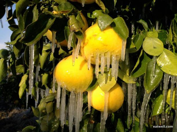 Icy citrus photo by Eatwell Farm