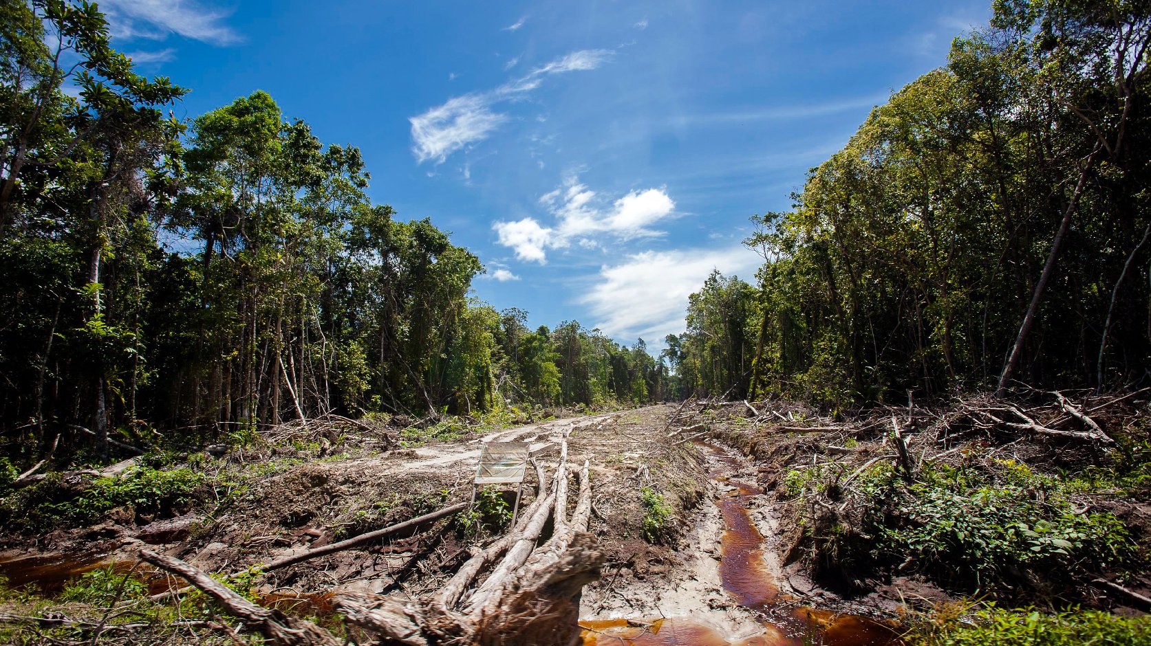 An access road is constructed in a peatland forest being cleared for a palm oil plantation on Indonesia's Sumatra island in 2013. Photo: Chaideer Mahyuddin/AFP/Getty Images