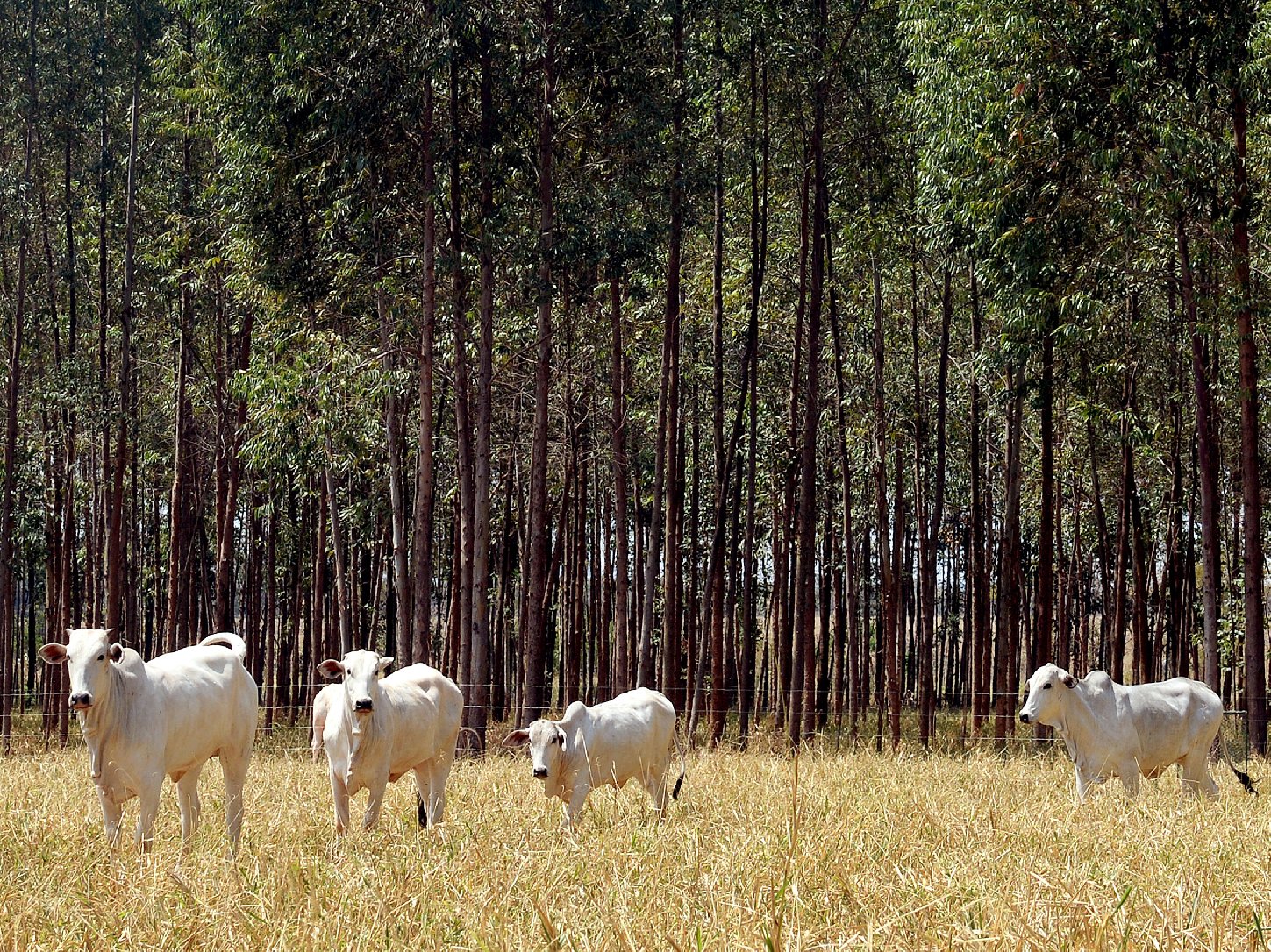 Cattle graze at a Brazilian Agricultural Research experimental farm in Planaltina in Goias state. To reduce emissions from deforestation, the Brazilian government is experimenting with grazing on integrated forest and pasture lands. Photo: Evaristo Sa/AFP/Getty Images