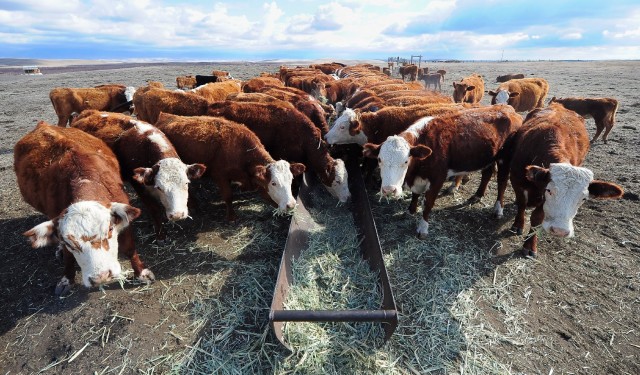 Cattle grazing. Photo: Frederic J. Brown/AFP-Getty Images