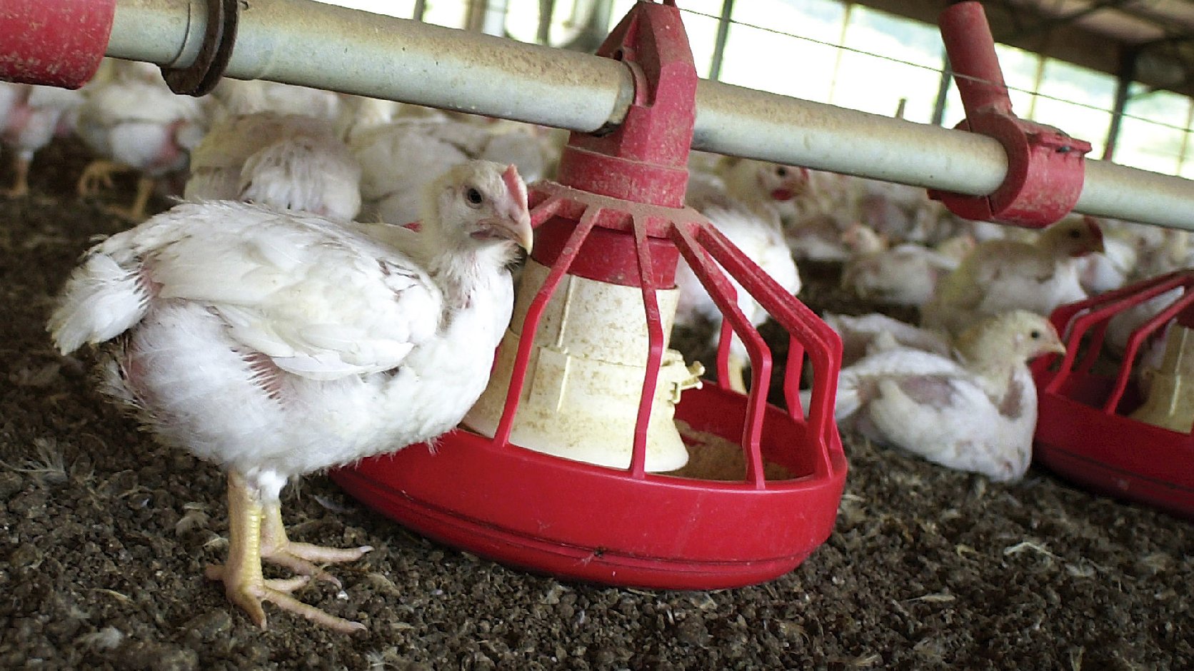 Chickens gather around a feeder in a Tyson Foods poultry house in Washington County, Ark. Photo: April L. Brown/AP