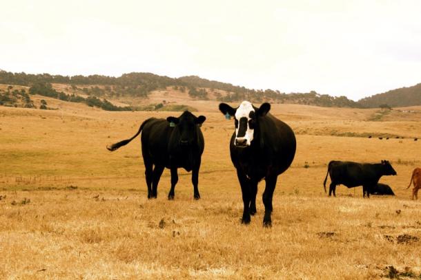 Cows on dry grass. Photo: Courtesy of CUESA