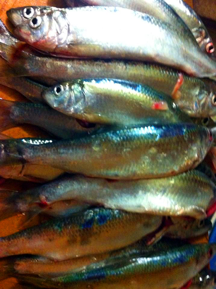 Fresh herring from Richardson Bay. Photo: Maria Finn