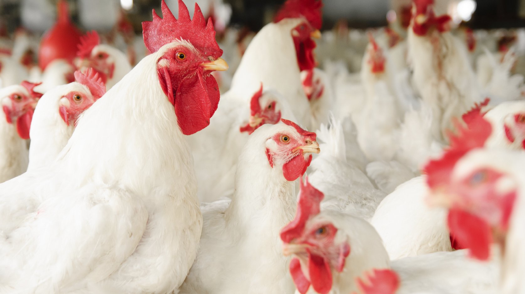 Do these chickens look medicated? Photo: iStockphoto
