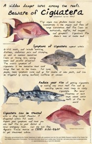 Four most wanted: A poster from Florida's Department of Health warns about the dangers of ciguatera in some tropical fish. (W.B. Stephan MPH, Health Educator, FPIC-M/Marine Drugs)