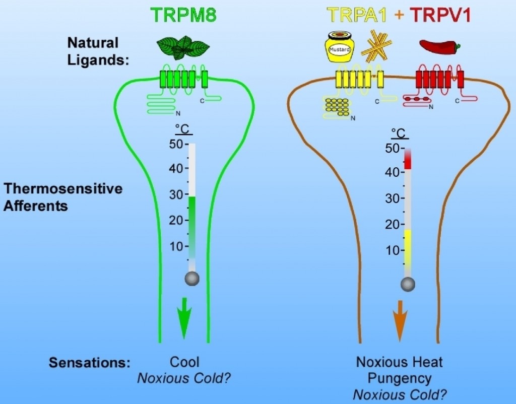 Why peppers feel hot and mint feels cool: Our nerves (afferents) have receptors that sense low and high temperatures. The hot detectors, like TRPV1, also sense molecules (natural ligands) in peppers and mustard oil. The cold receptor, TRPM8, detects molecules in mint, such as menthol. Photo: David D. McKerny