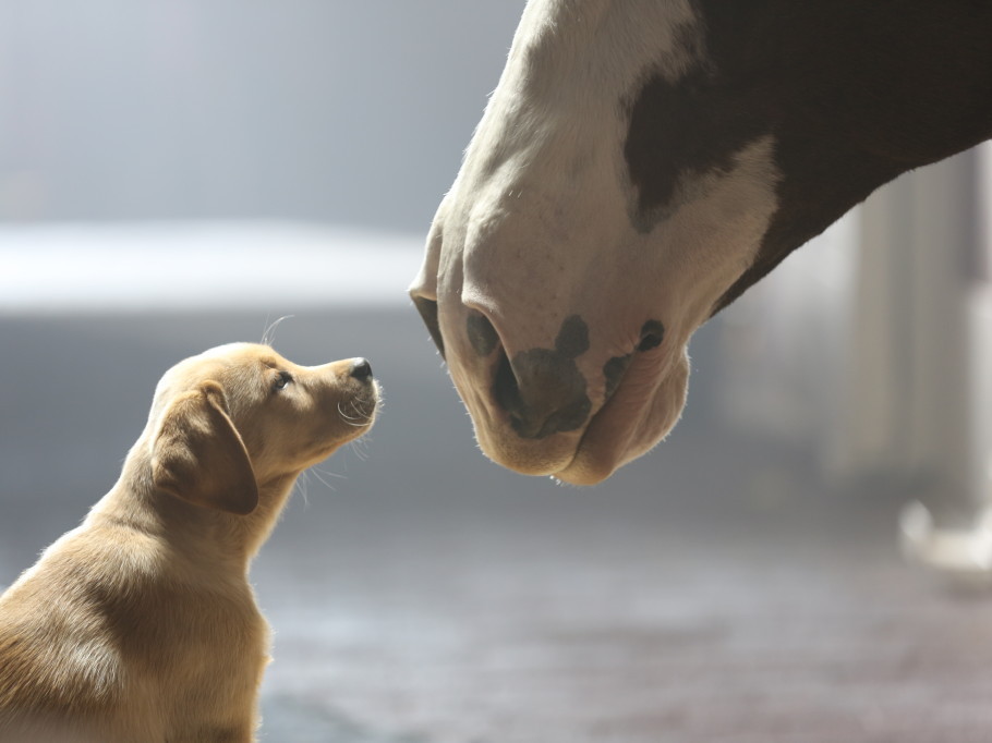 Puppy + Clydesdale = awww. Photo: Anheuser-Busch.com