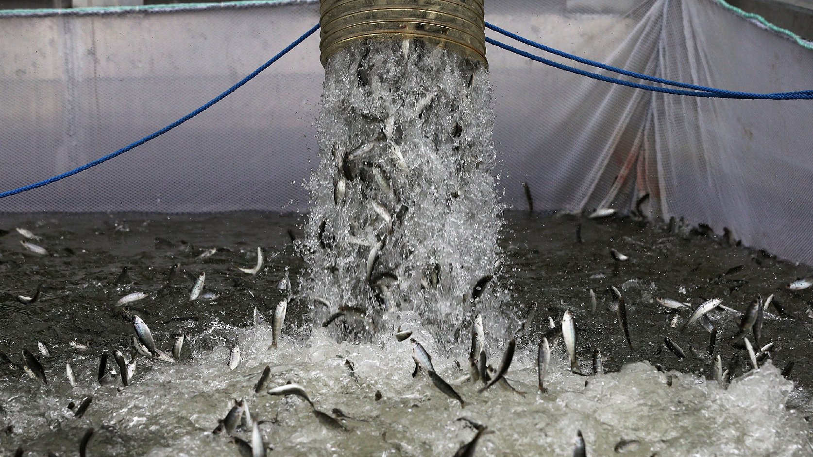 Pacific Or Bust: Fingerling Chinook salmon are dumped into a holding pen Tuesday as they are transferred from a truck into the Sacramento River in Rio Vista, Calif. From here, they'll be towed downstream for a bit, then make their own way out to the Pacific Ocean. Photo: Justin Sullivan/Getty Images