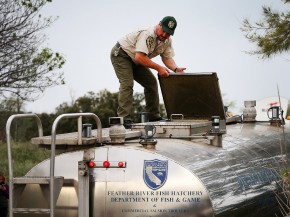 A California Department of Fish and Wildlife worker prepares to release fingerling Chinook salmon into the Sacramento River on Tuesday in Rio Vista, Calif. Photo: Justin Sullivan/Getty Images
