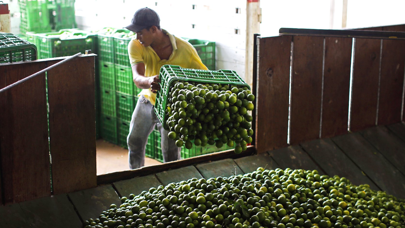 A worker unloads a truck full of Mexican limes at a citrus packing plant in La Ruana, in the state of Michoacan, Mexico. Photo: Dario Lopez-Mills/AP