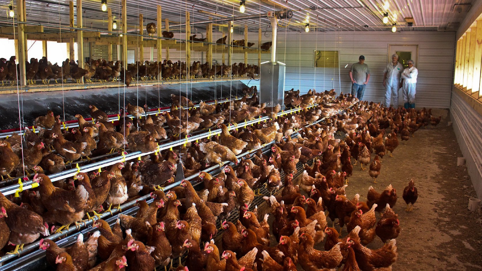 Free-range chickens lay eggs for Sauder's Quality Eggs in Pennsylvania. Photo: Dan Charles/NPR