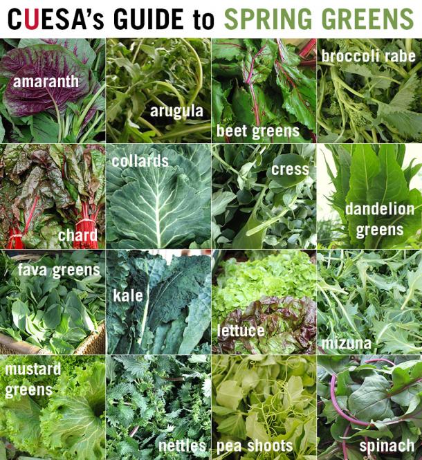 CUESA's Guide to Spring Greens