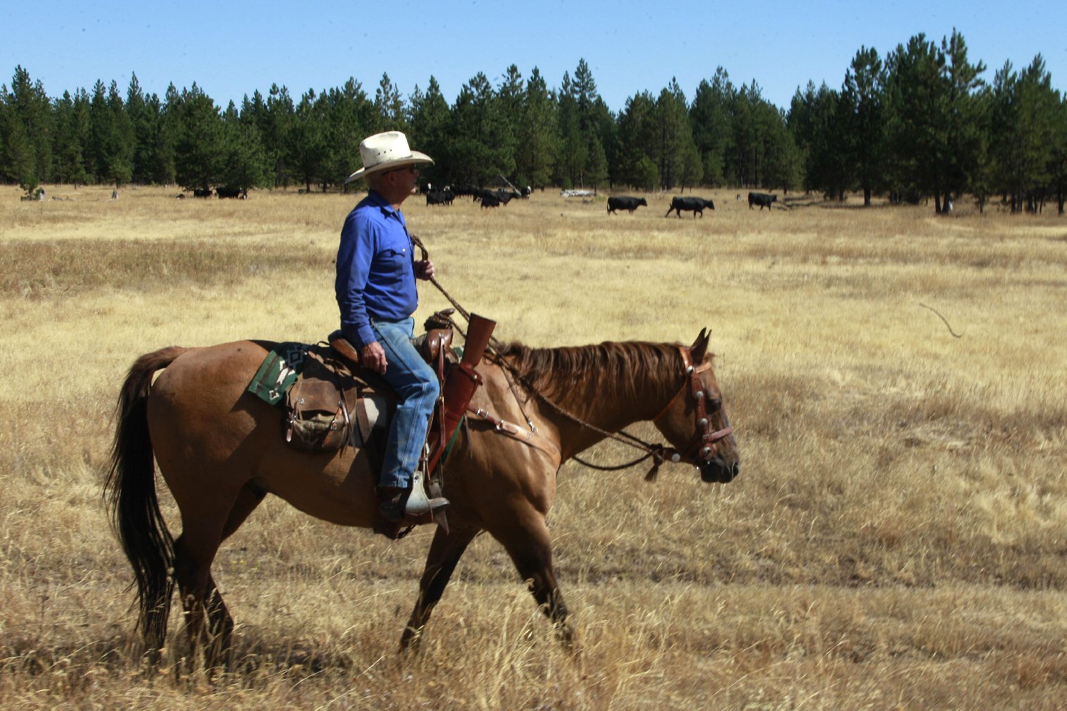 Rancher Denny Johnson, looks over his cattle in Joseph, Ore., in 2011. Conservationists say ranchers raising beef cattle are responsible for the decline of some wildlife. Photo: Rick Bowmer/ASSOCIATED PRESS