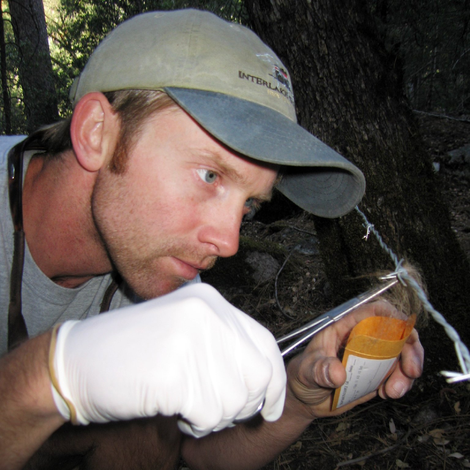 Researcher Jack Hopkins used barbed-wire snares to collect hair samples from bears in Yosemite. Analysis of isotope ratios in hair samples showed how much of the bears' diets came from human food. Photo: Courtesy of Jack Hopkins