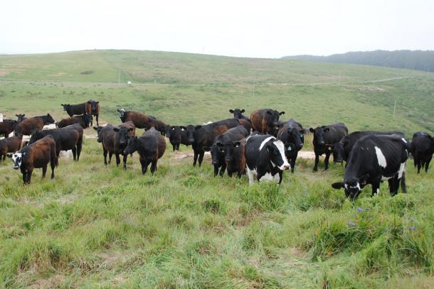 Cows grazing in Northern California. Photo: CUESA