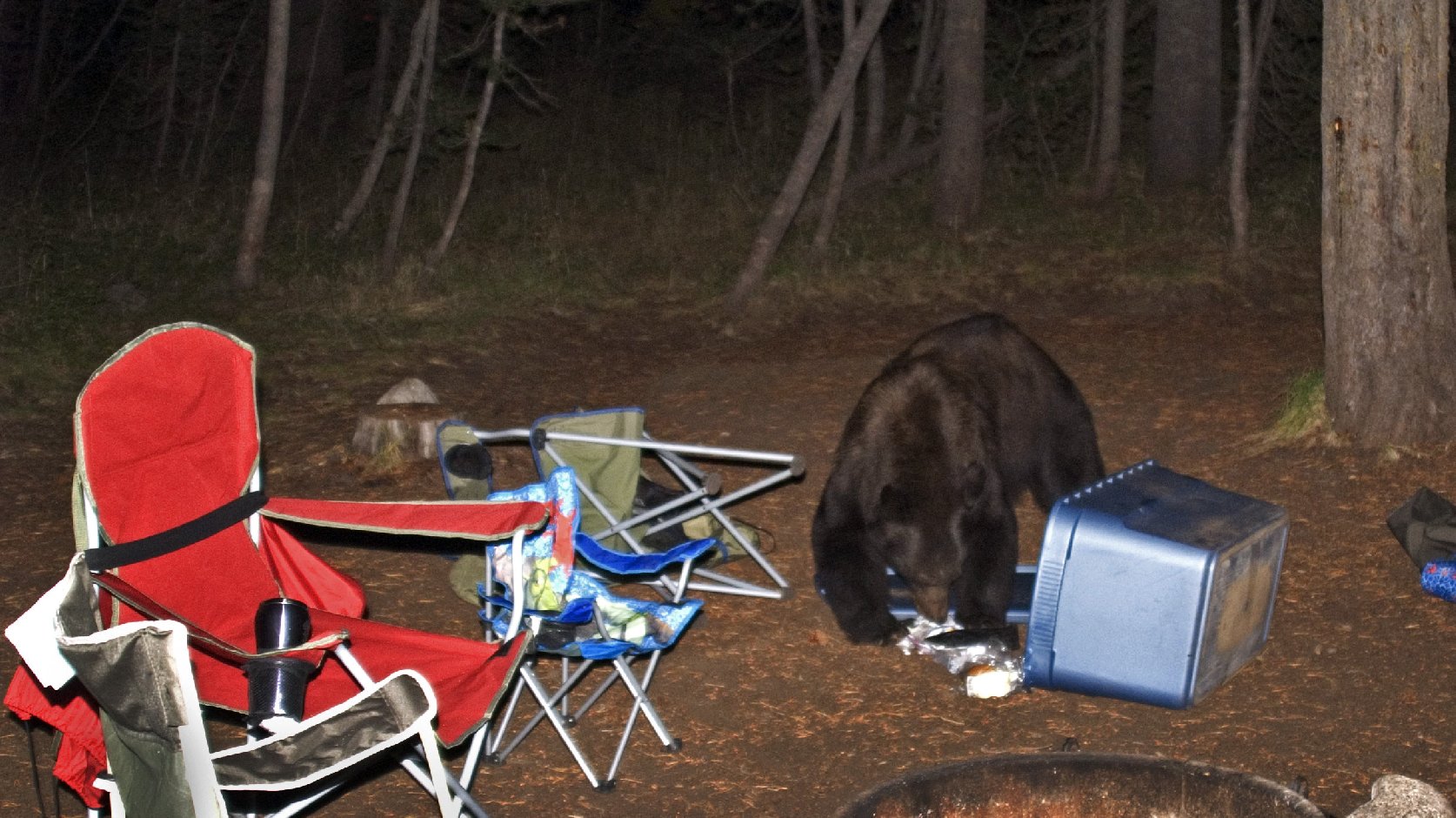 Not as cute as Yogi's pic-a-nic thievery: Food left out at a campsite in Yosemite National Park is likely to attract bears like this one, seen scavenging at Tuolumne Meadows Campground in 2008. Photo: Courtesy of Erica Crawford