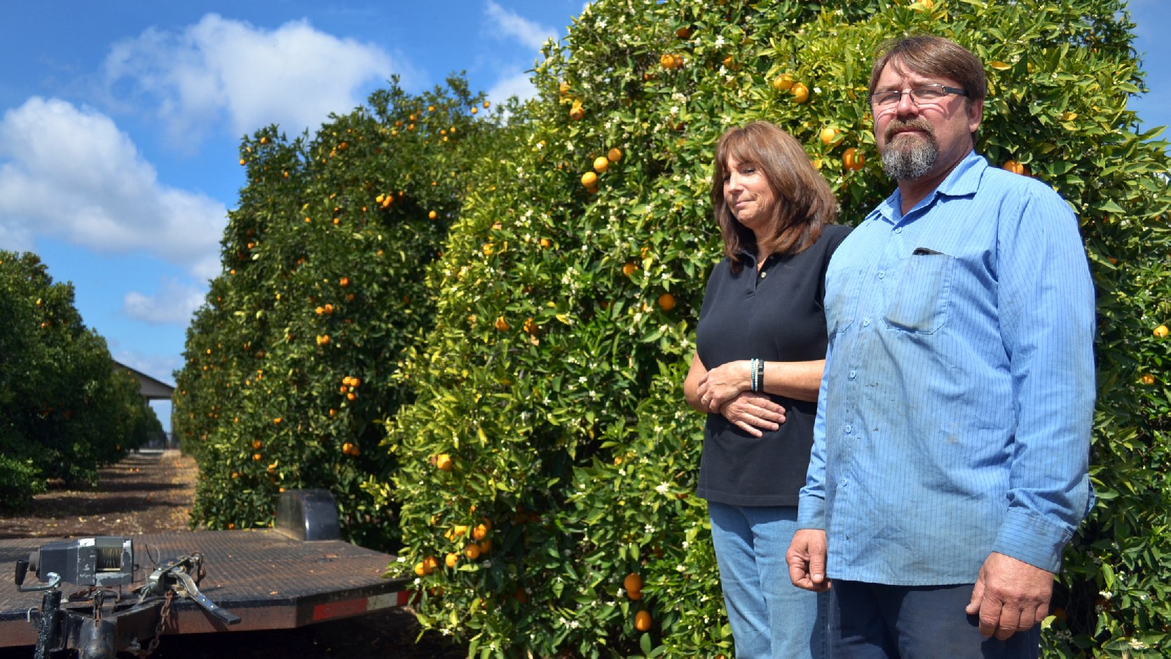 Recent rains kept Suzanne and Mike Collins' orange grove alive, but the rainy season is ending. If they don't get federal irrigation water by this summer, their trees will start dying. Photo: Kirk Siegler/NPR