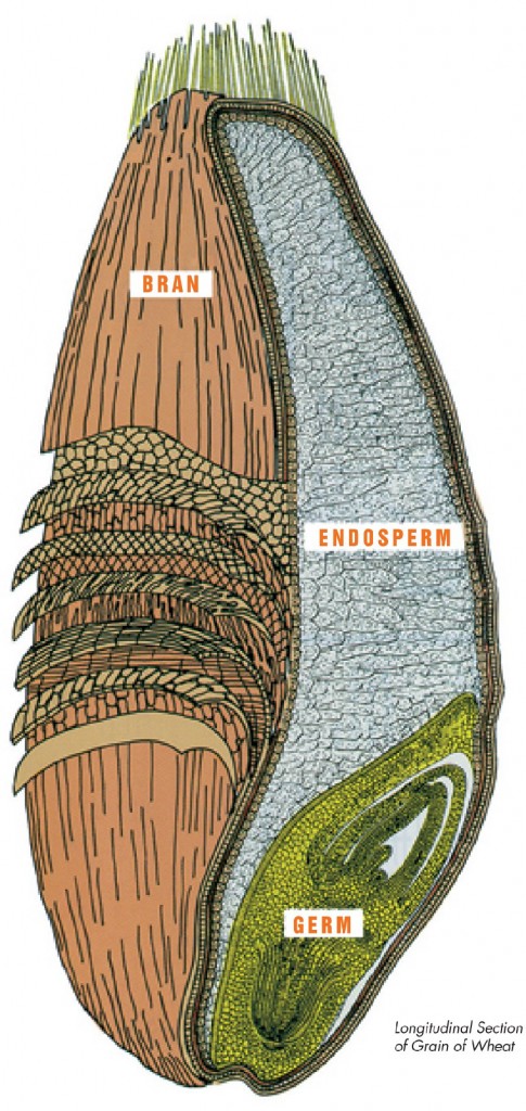 Each kernel of wheat contains three distinct parts that are separated during the milling process to produce flour. The germ is the embryo or sprouting section that is often separated from flour. The endosperm is the source for white flour. Bran is included in whole wheat flour. Image: Courtesy of Wheat Foods Council