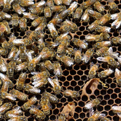 Snyders Honey bees. Photo by Denise Tarantino