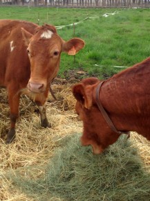 Cows at Eatwell Farm Photo: NigelWalker