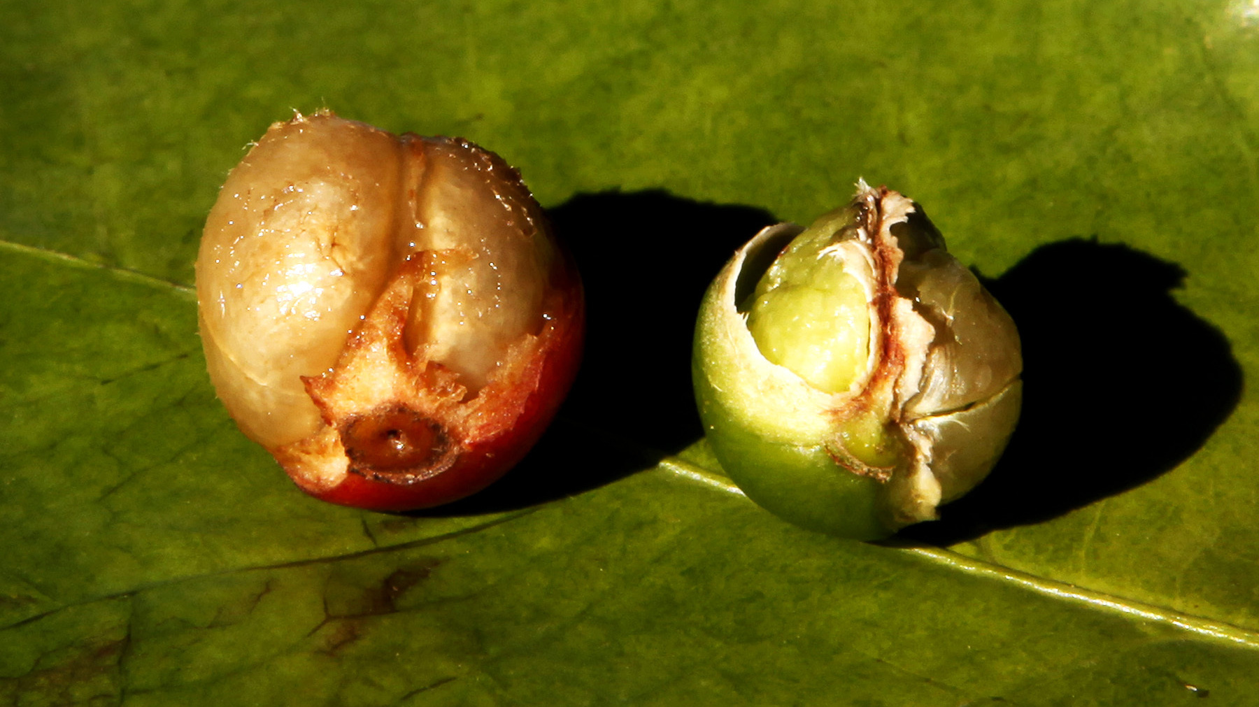 A fully formed coffee berry, left, is shown next to a damaged coffee berry due to drought, at a coffee farm in Santo Antonio do Jardim, Brazil on Feb. 6. Photo: Paulo Whitaker/Reuters/Landov
