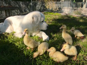 On Daniel Paduano's farm, the ducks and the dog are part of the family. Photo courtesy of Daniel Paduano