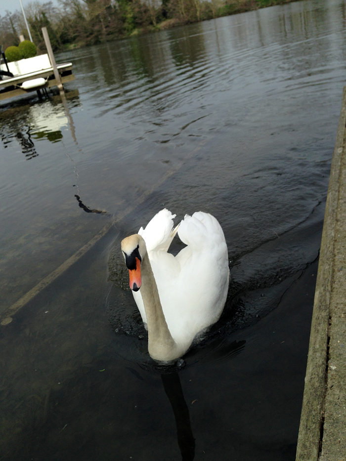  Crazy Swan.