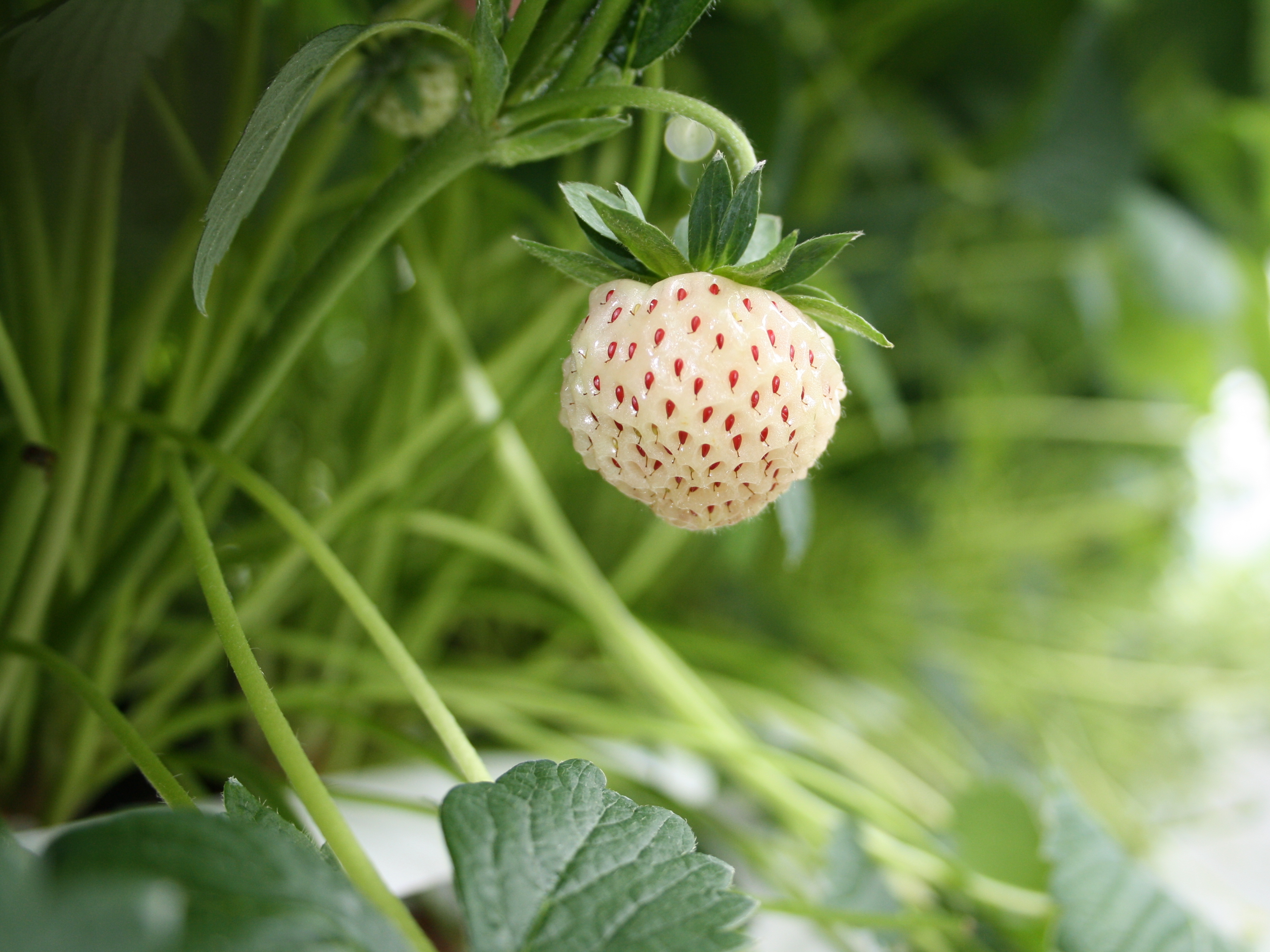 The pineberry first appeared in the 1750s in Europe, as a cross between an American wild strawberry and a Chilean strawberry. Photo: Courtesy of Nourse Farms