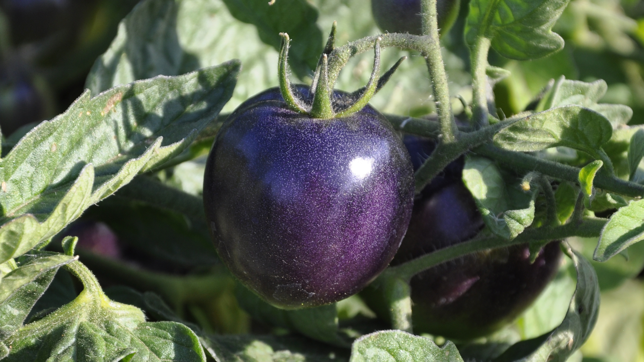 The Indigo Rose tomato was developed by Jim Myers, a vegetable breeder at Oregon State University. Photo: Courtesy of Oregon State University