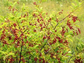 Twigs and leaves from chokecherries are high in vitamin K, fiber and calcium. Photo: pverdonk/iStockphoto