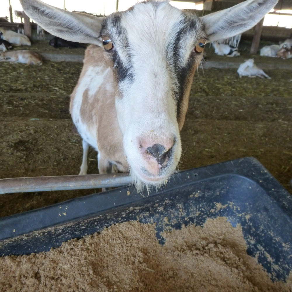 A proposed FDA rule could threaten the tradition of breweries providing farm animals like this one with leftover grain. Photo: Shelby Pope