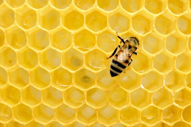 Honeycomb. Photo: Matthew T Rader