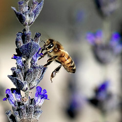  Bee with lavender. Photo: Danny Perez Photography