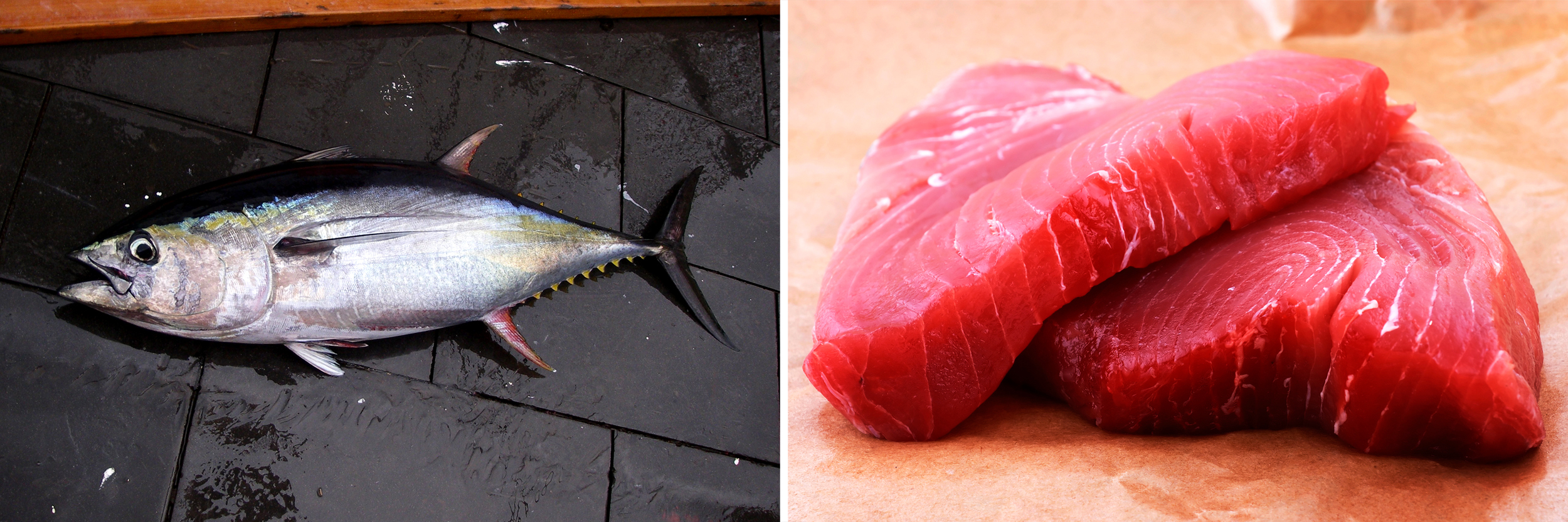 A yellowfin tuna caught in the Gulf of Mexico; a yellowfin tuna steak. Photos: NOAA/Flickr;Chang/iStockphoto