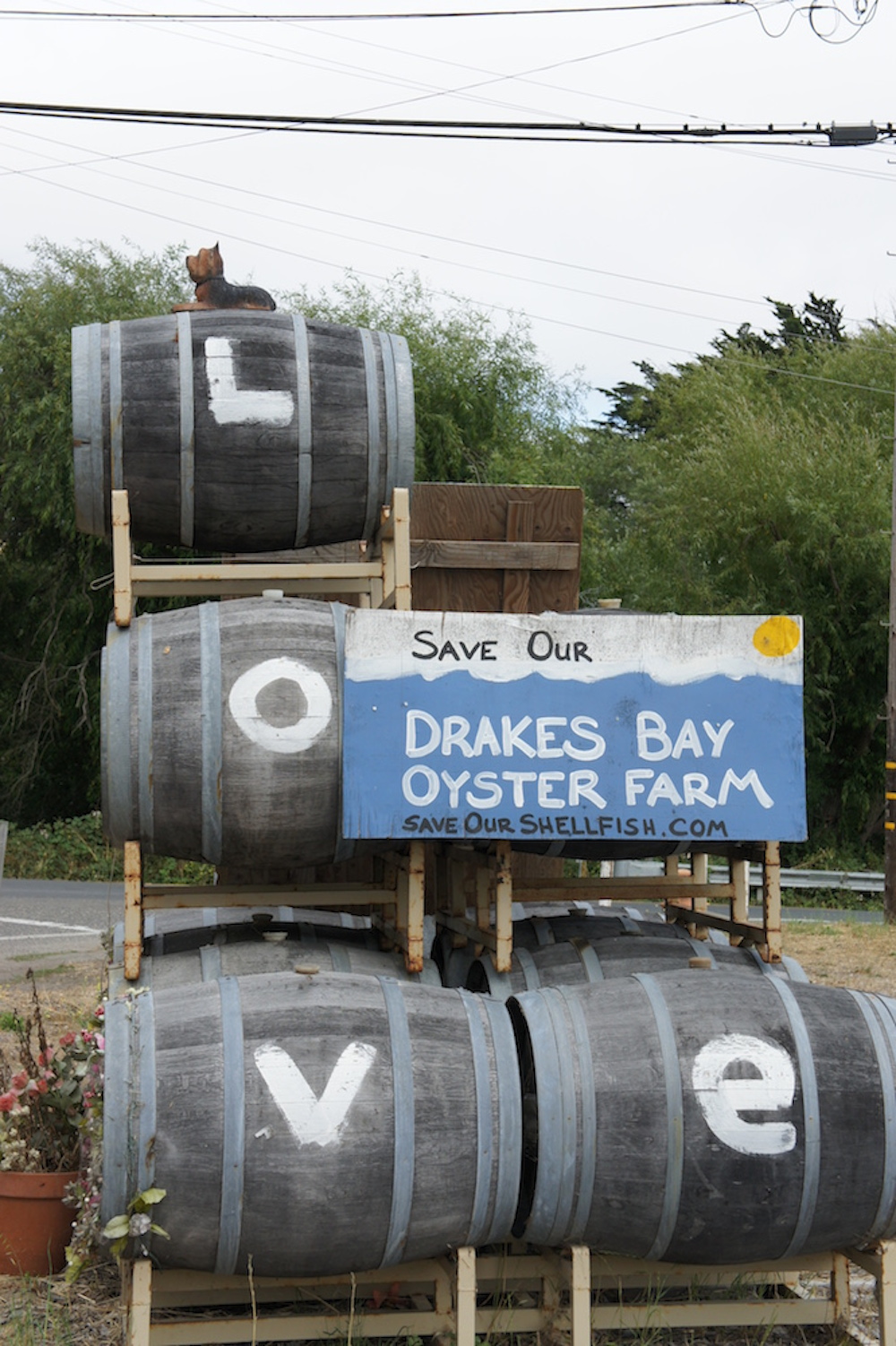 A Save Drakes Bay sign near Point Reyes Station. The Lunny's and the community have been involved in a long legal battle to keep the farm open. Photo: Angela Johnston