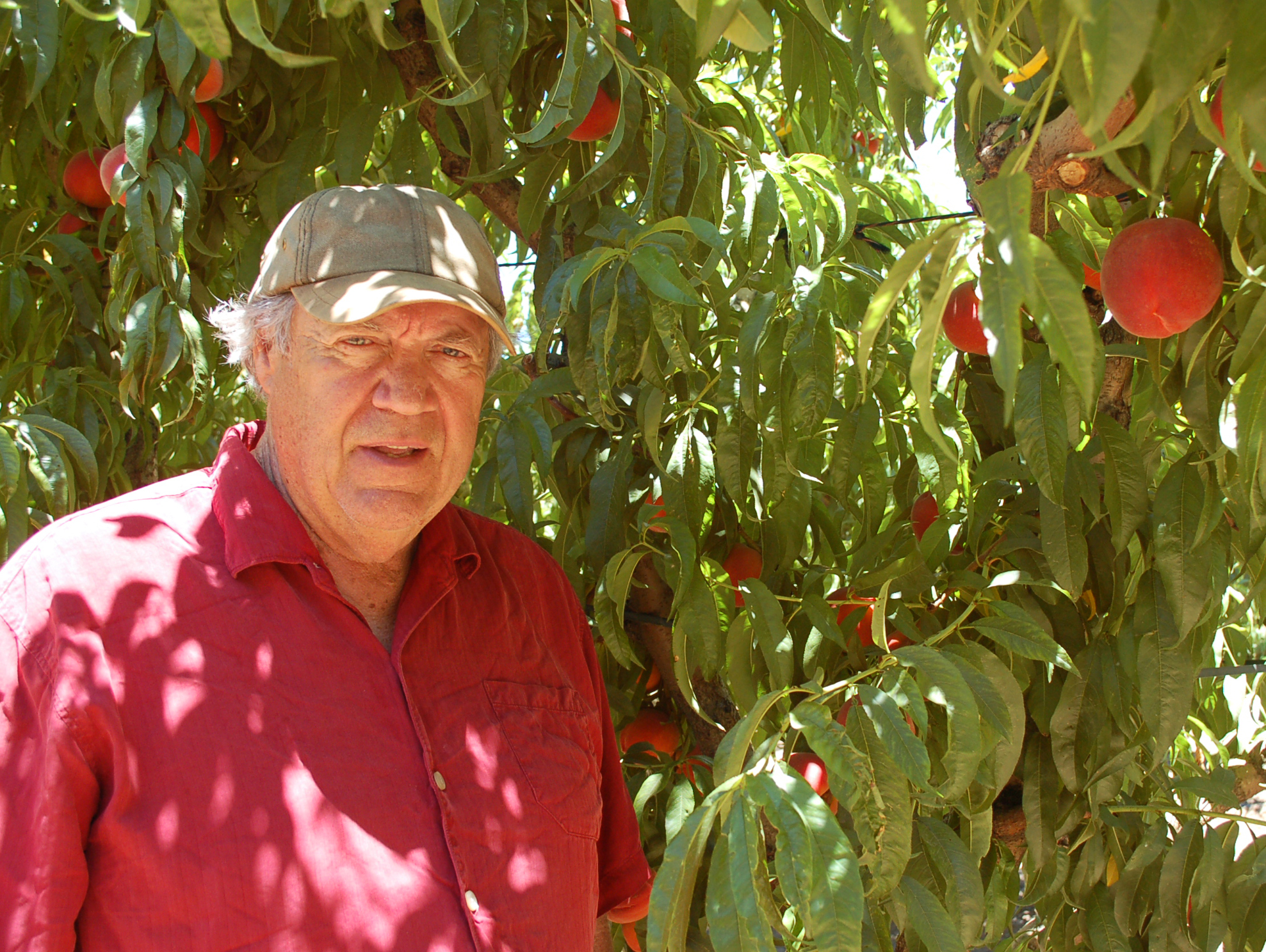 Andy Mariani has the largest collection of heirloom stone fruit on the West Coast. Photo: Susan Hathaway