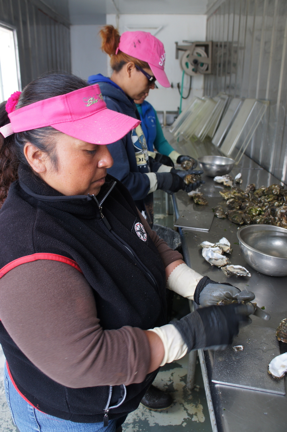 Lorena Pablo shucks oysters in a shipping container behind the farm. Photo: Angela Johnston